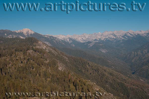 Sequoia forest kings canyon