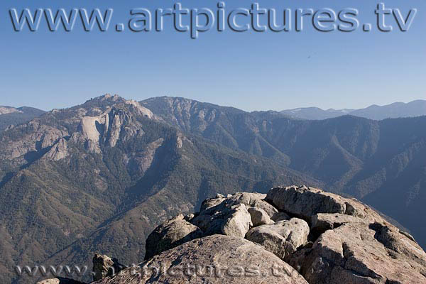 Sequoia forest kings canyon
