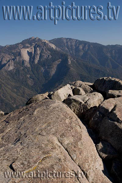 Sequoia forest kings canyon