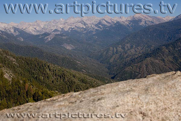 Sequoia forest kings canyon