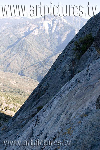 Sequoia forest kings canyon