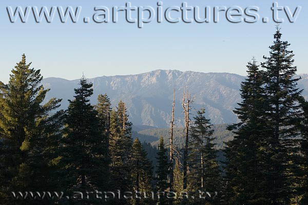Sequoia forest kings canyon