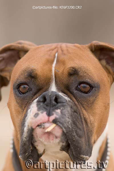 max the boxer