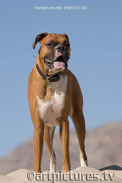 max the boxer