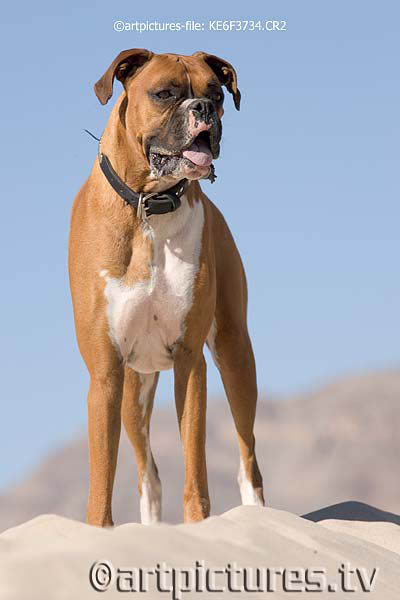 max the boxer