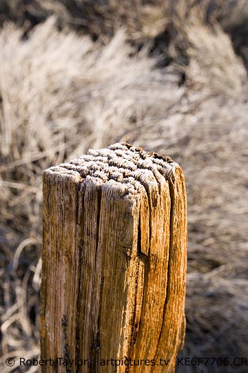 images from the high sierra