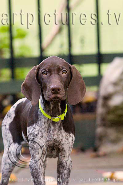 jas as a pup at 12 weeks