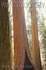 sequoia ke6f6482