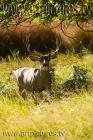 yosemite ke6f6596